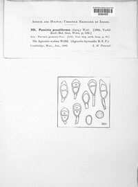 Puccinia poculiformis image